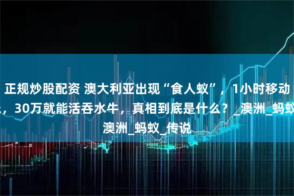 正规炒股配资 澳大利亚出现“食人蚁”，1小时移动500米，30万就能活吞水牛，真相到底是什么？_澳洲_蚂蚁_传说